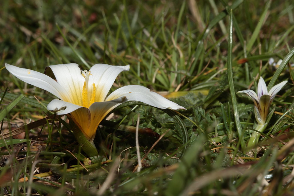 Romulea a confronto (R. columnae e R. ramiflora)